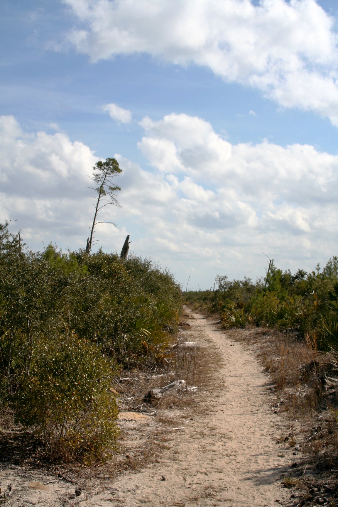Ocala National Forest trail, empty of people