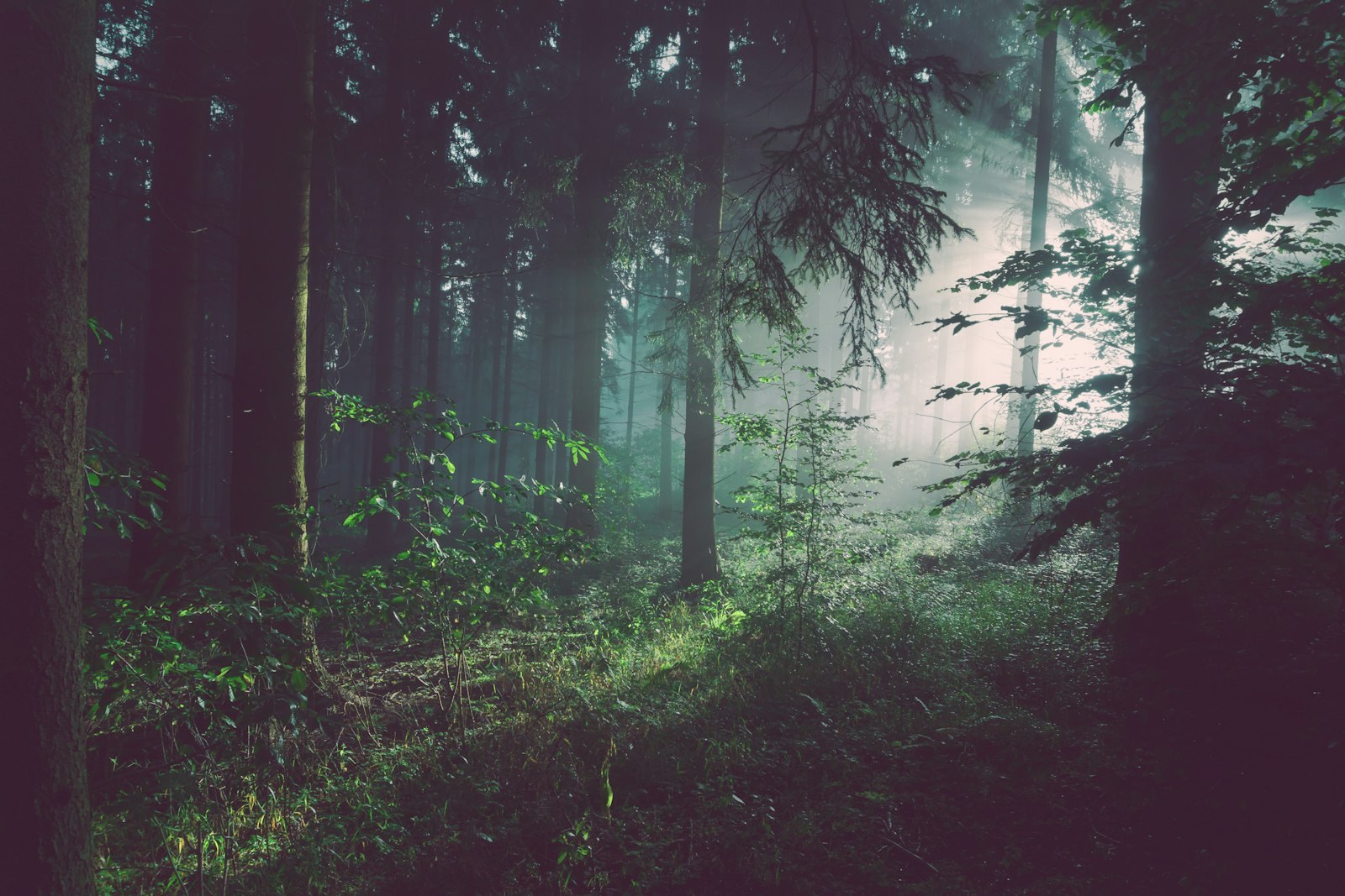 trees on forest with sun rays, empty of people