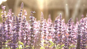 Bir Misk Adaçayı Hikayesi  