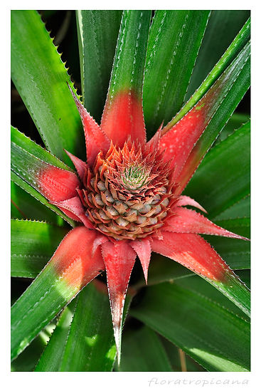 Ananas ozdobny, kwiat ananasa