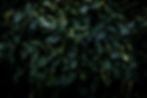 DSC_1817-Edit.jpg