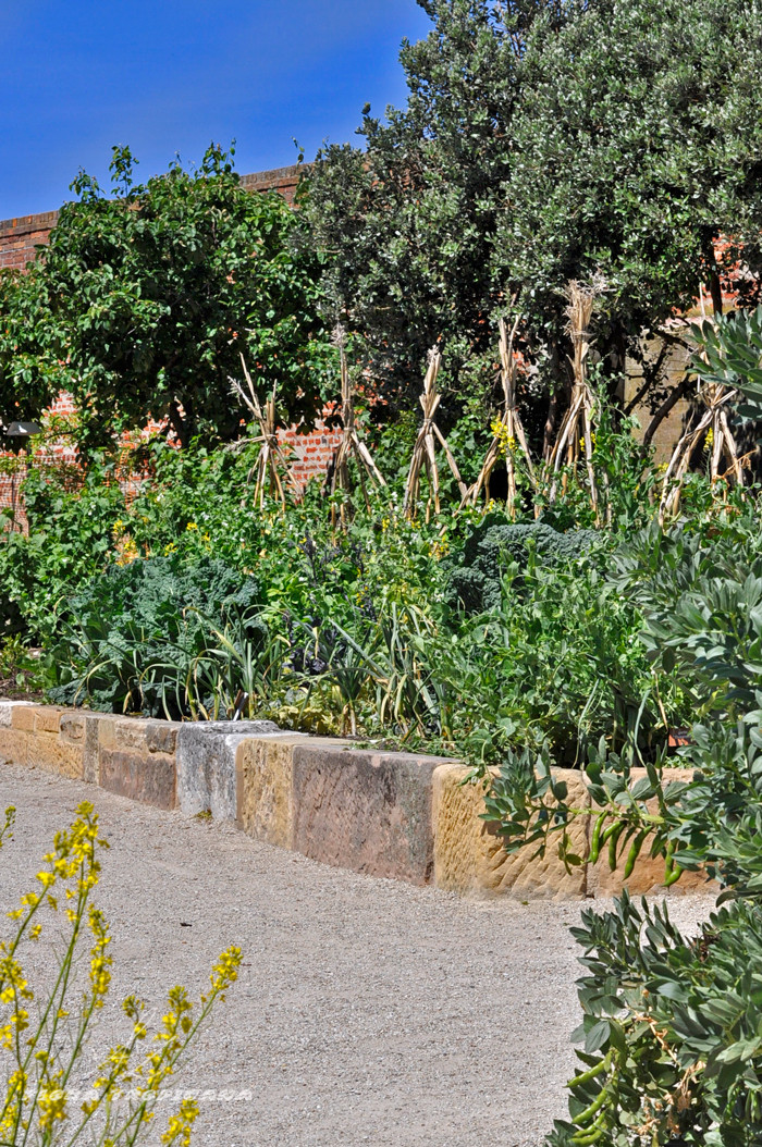 Veggie garden