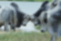 nelore-lemgruber-fazenda-nelore-gp-fazenda-capa.JPG