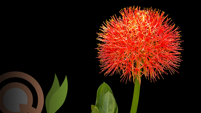Orange Pom pom flower against a dark background