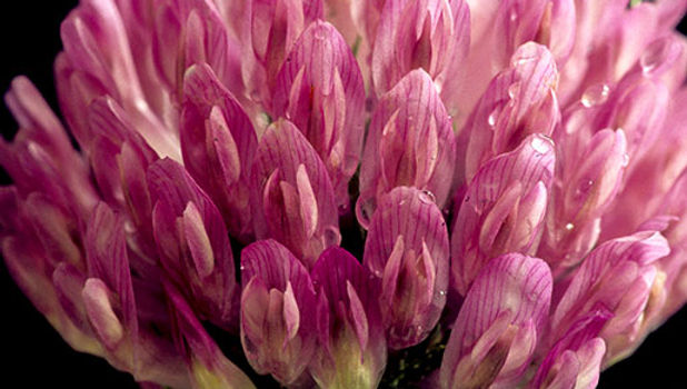 Red Clover and Vinegar Hair Rinse