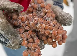 5-raisinsgeles-Orpailleur-vindeglace.webp