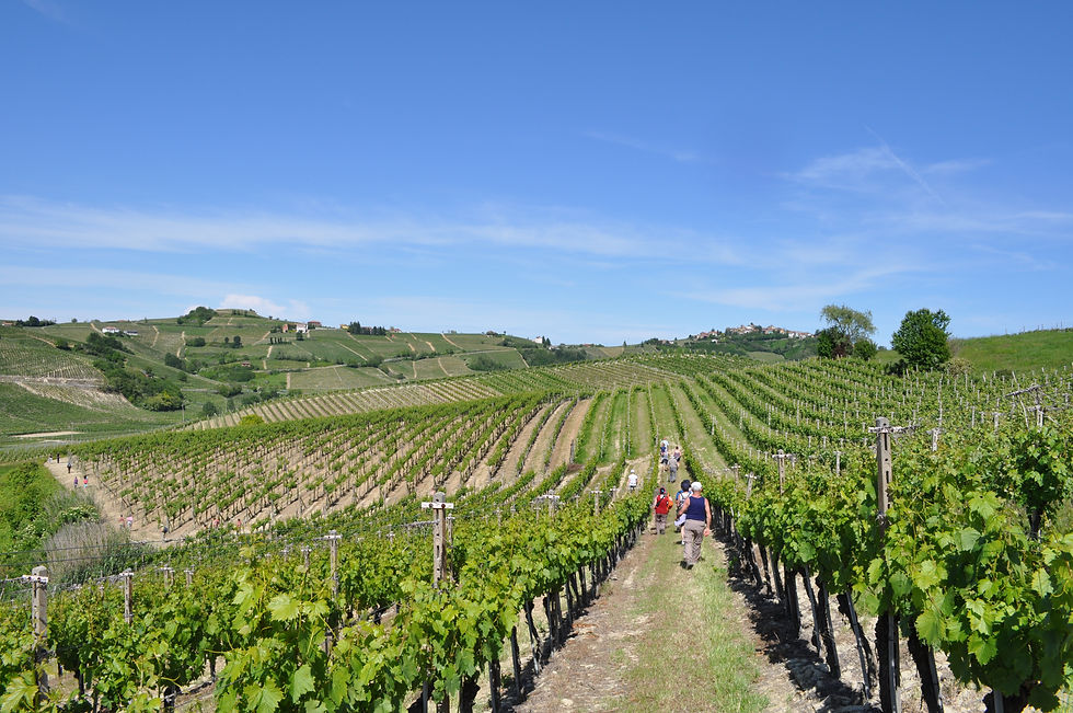 Bodega Alice Bel Colle 2.JPG