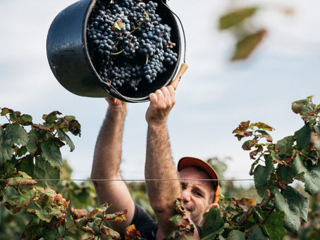 Les cépages du Sud-Ouest (2 sur 3)