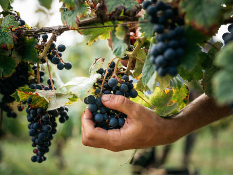 Les cépages du Sud-Ouest (1 sur 3)