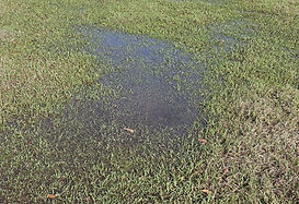 Water on the ground