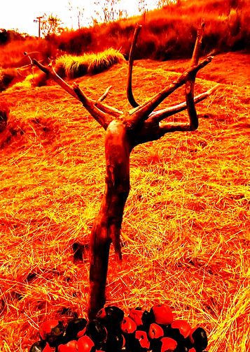 Tributo a Frans Krajcberg-MiguelHijjar (1).jpg