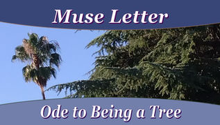 Ode To Being A Tree by Krysta Bell