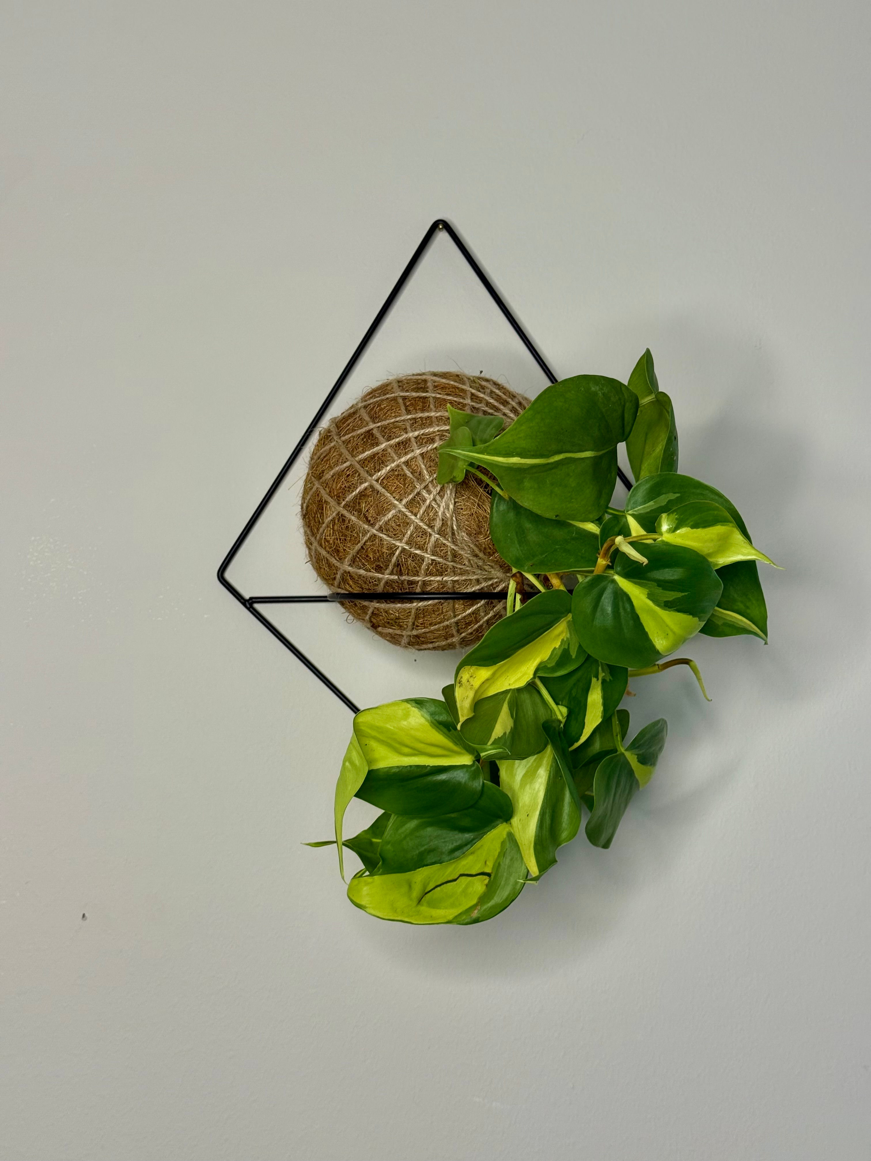 Philodendron Brasil Kokedama (jute/moss)