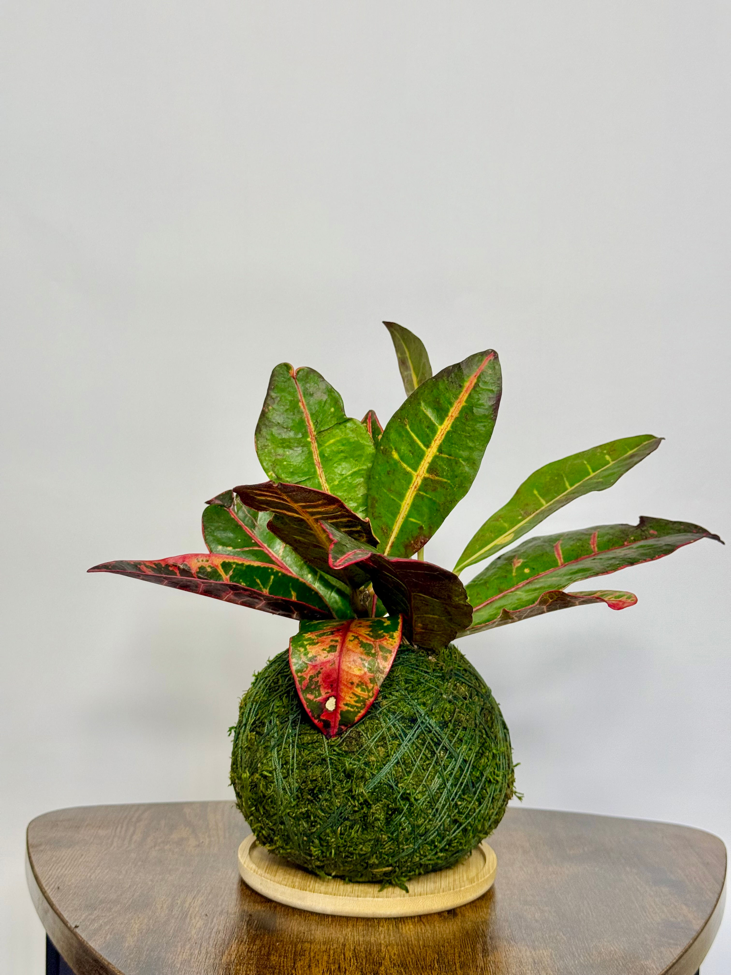 Kokedama - Croton