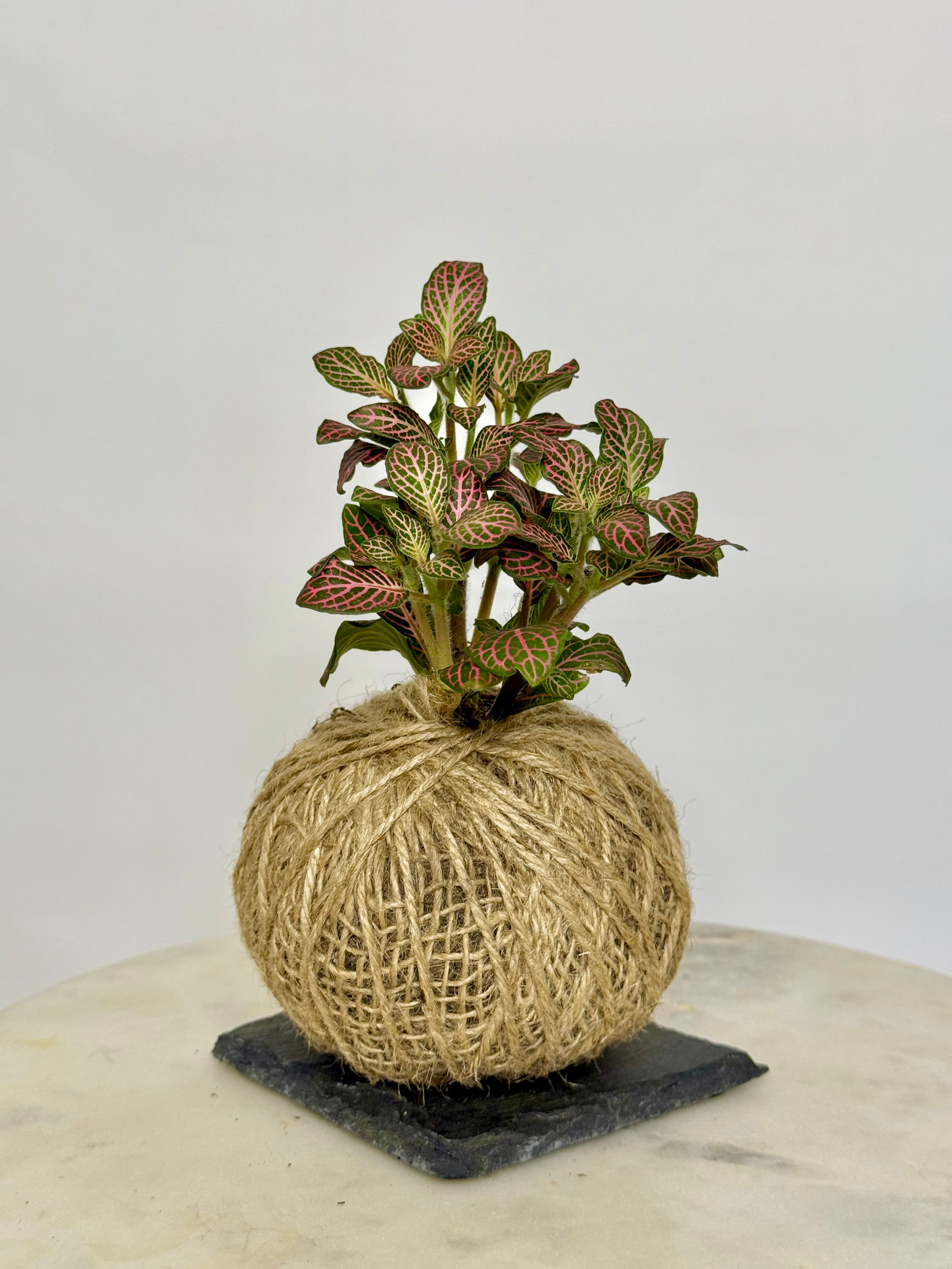 Mini Kokedama - Red Fittonia