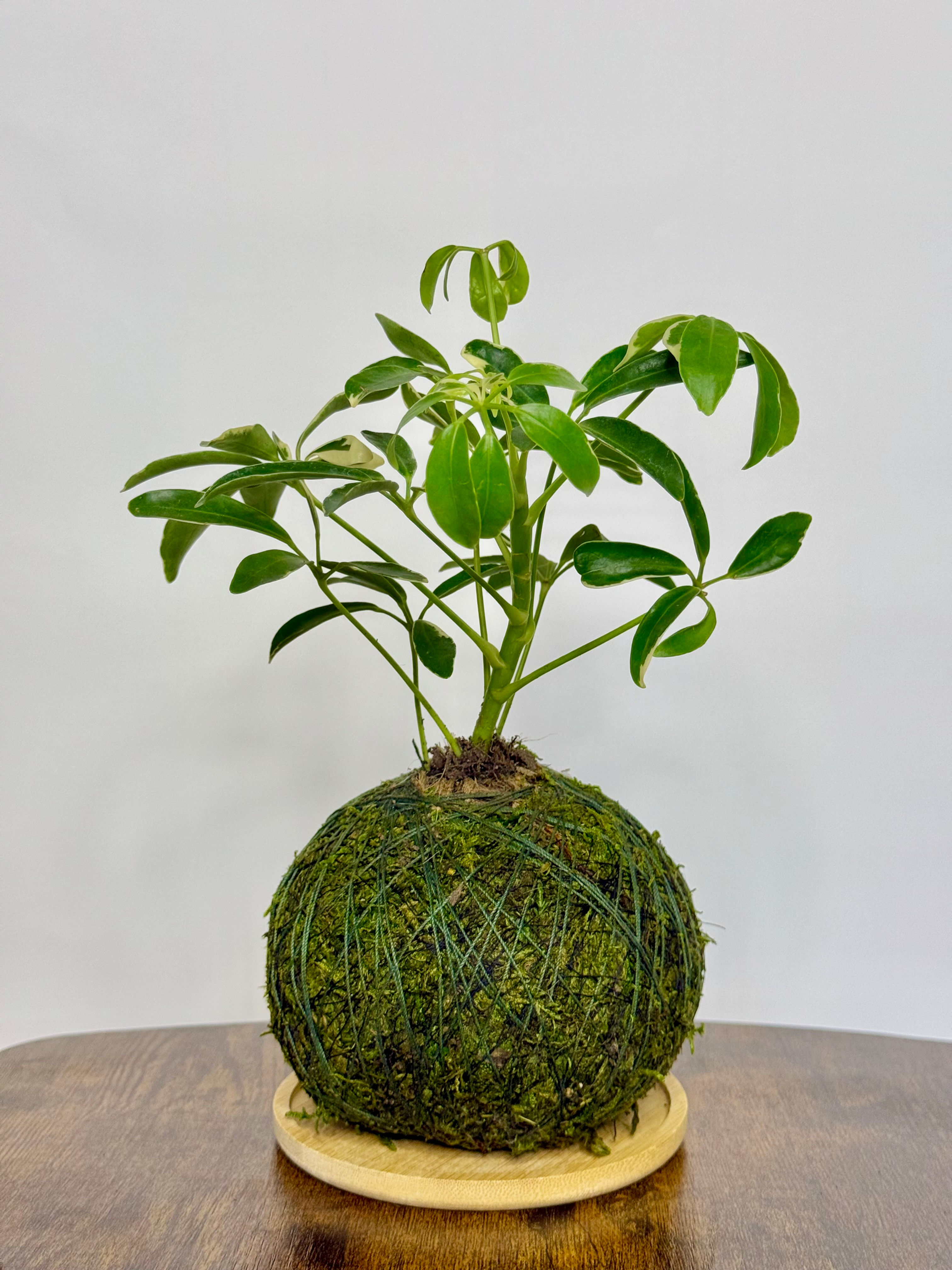 Kokedama - Schefflera Variegated