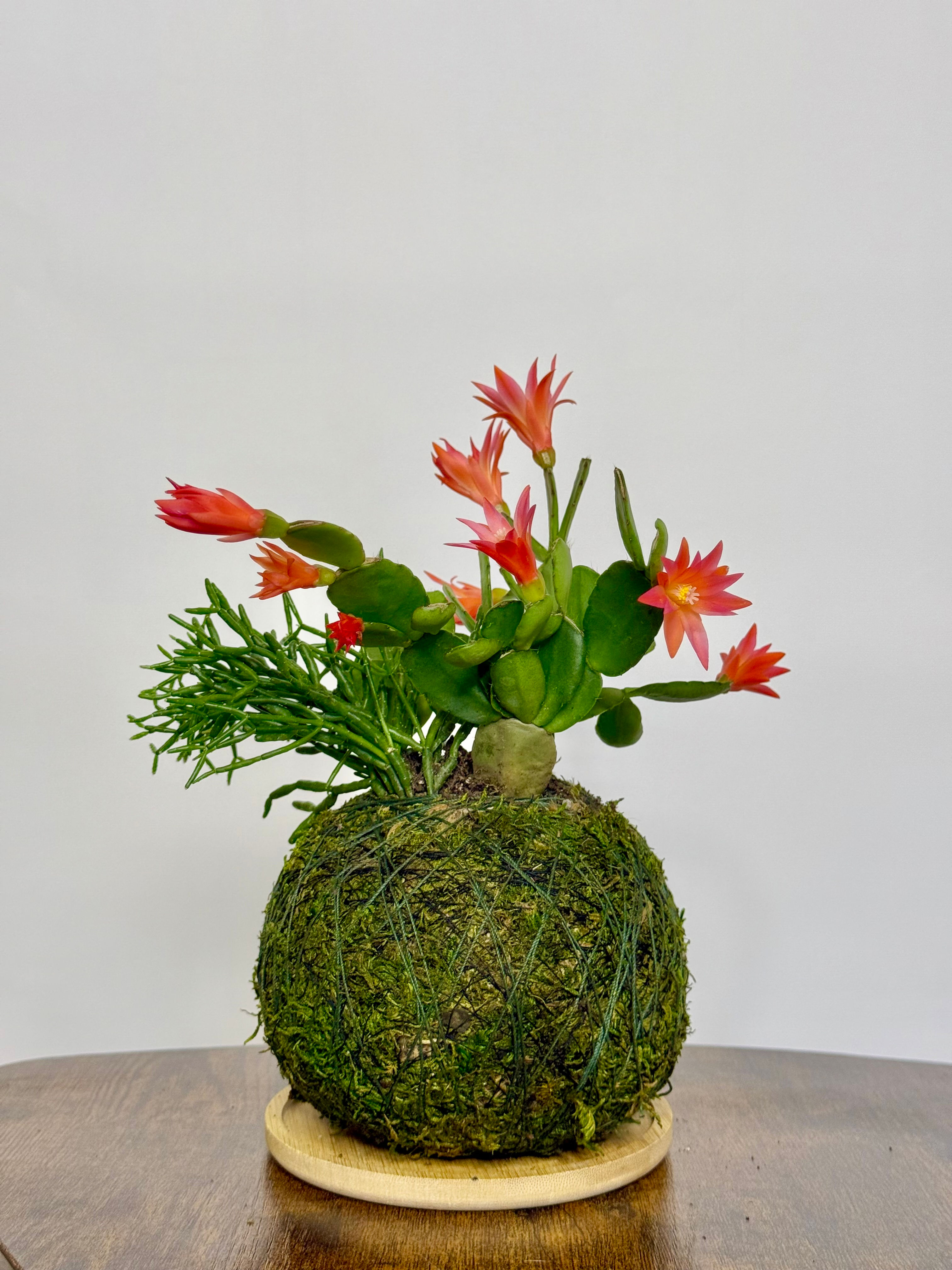 Kokedama - Easter Cactus + Rhipsalis Cereuscula