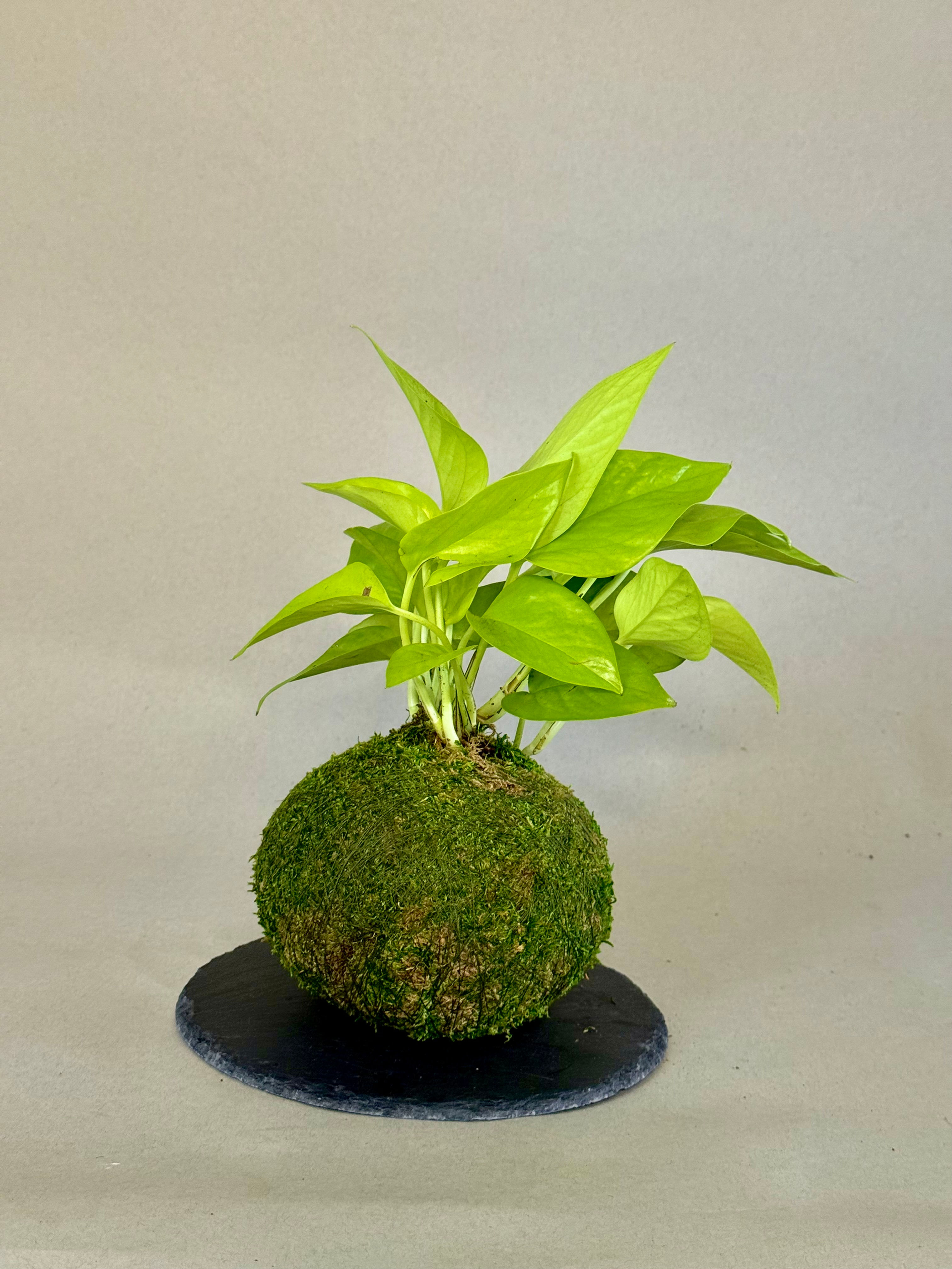 Neon Pothos Kokedama