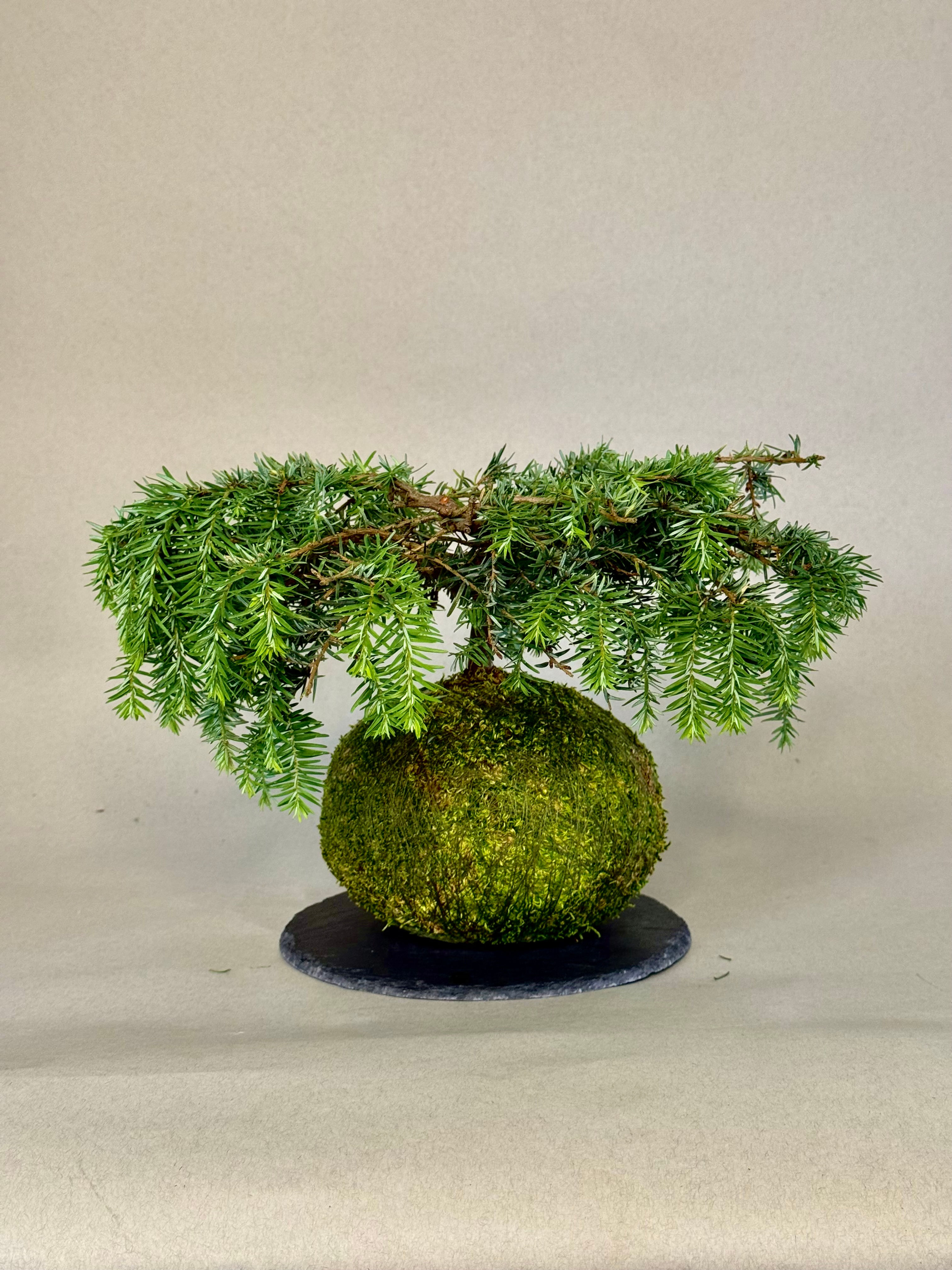Japanese Bonsai Kokedama- Weeping Hemlock