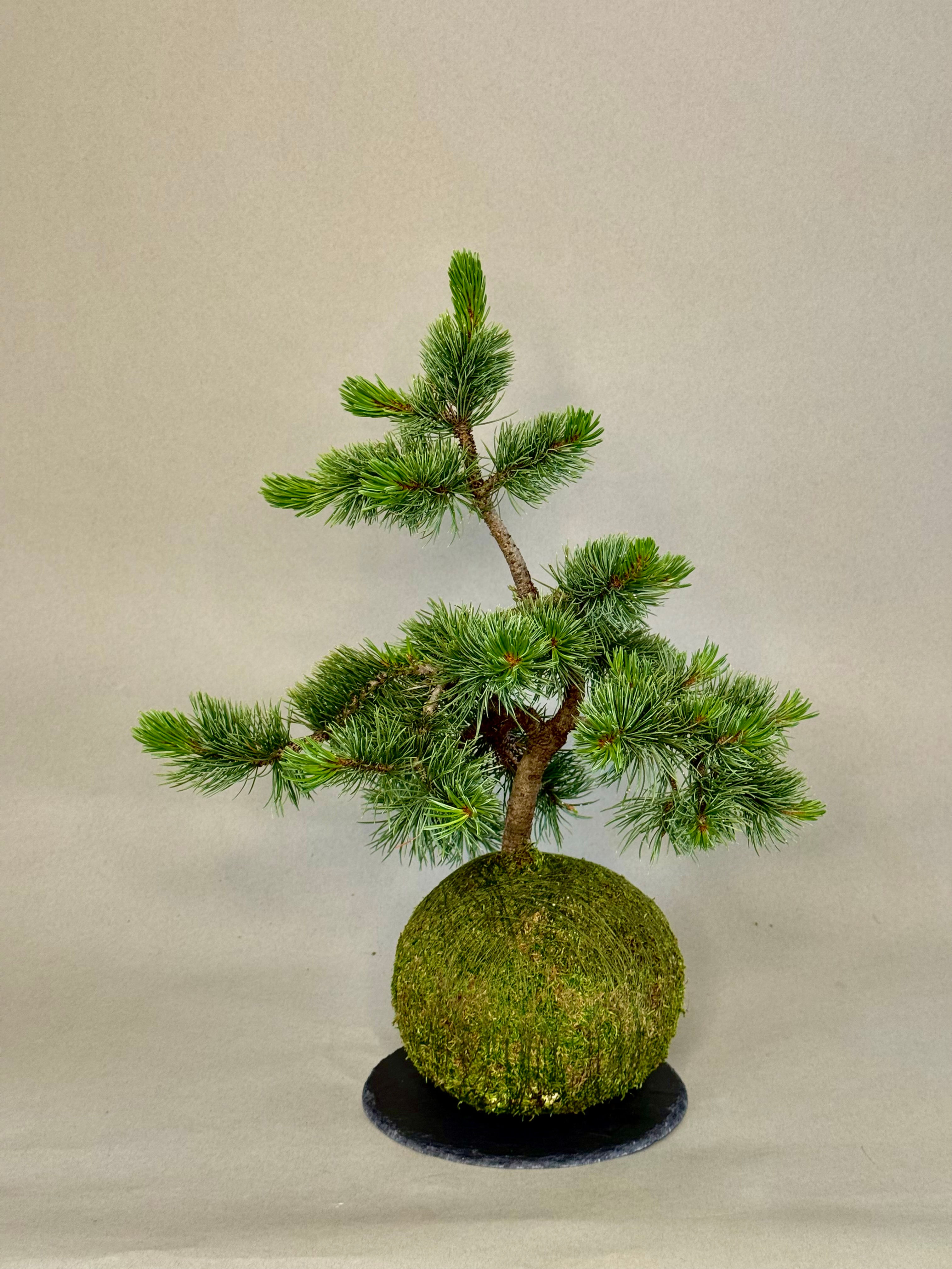 copy of copy of Japanese Bonsai Kokedama- Spruce Pine