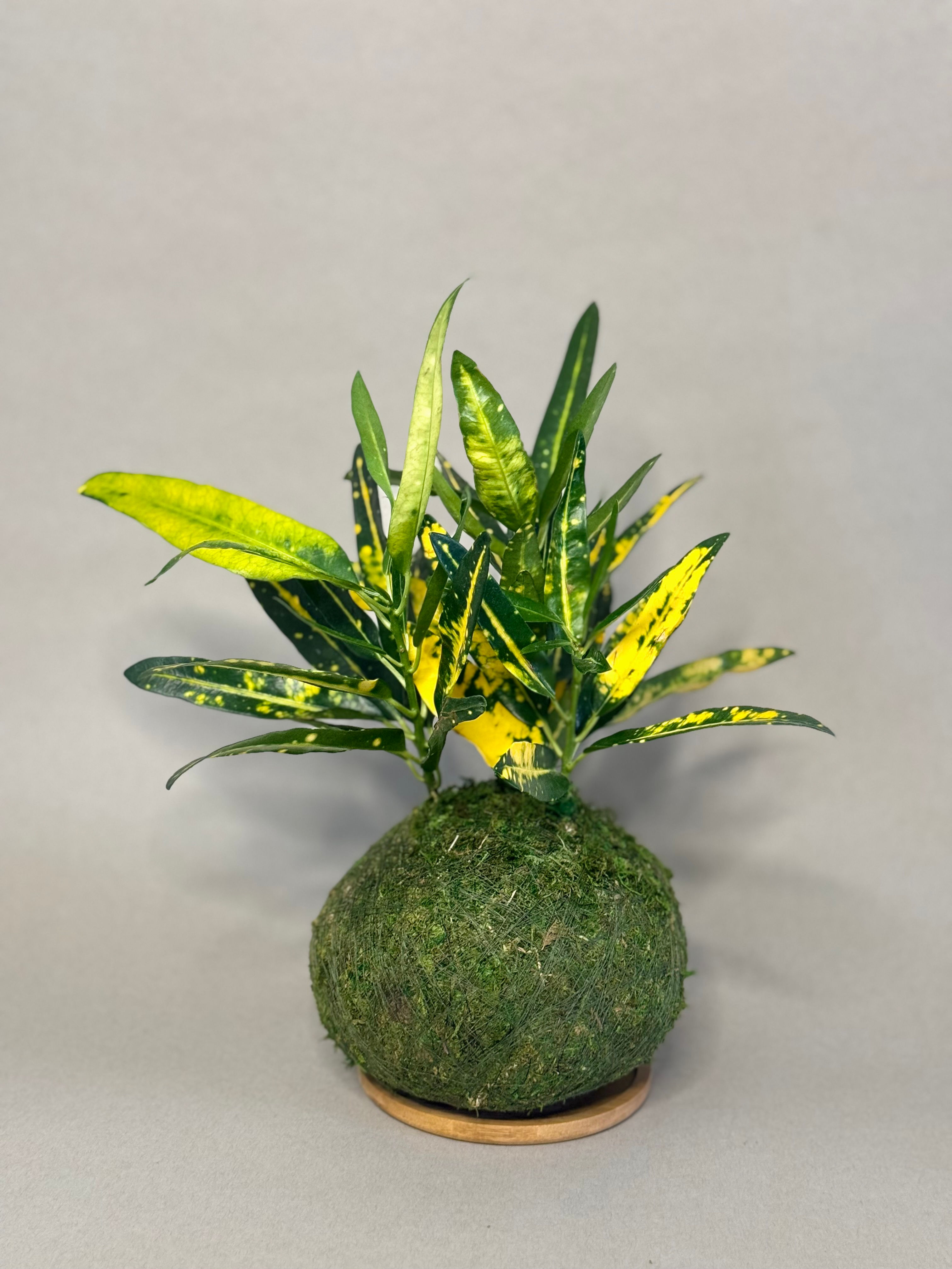 Croton Kokedama