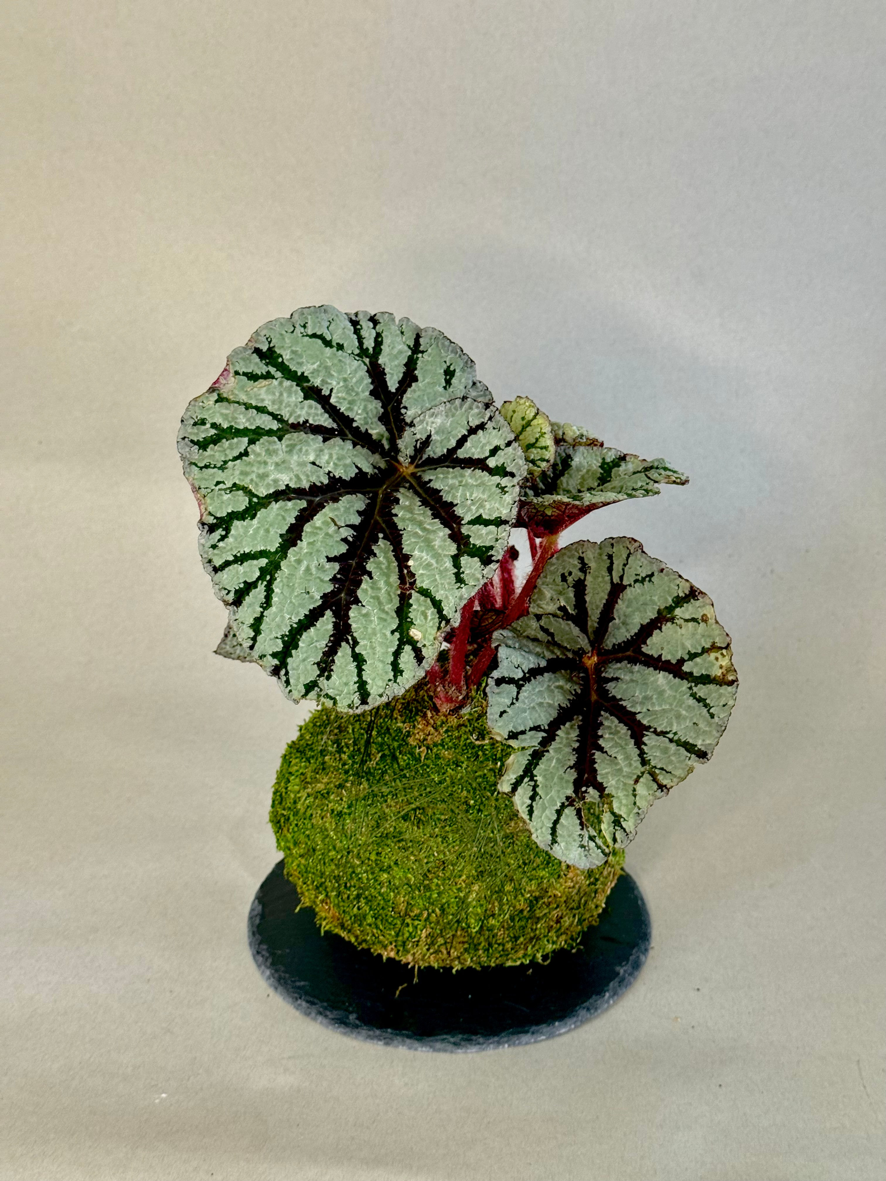 Rex Begonia Fedor Kokedama (jute/moss)