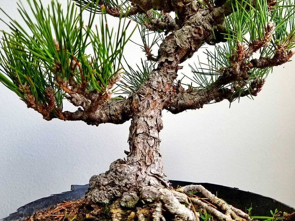 Thumbnail: Japanese Black Pine - 'Pinus thunbergii_mikawa'
