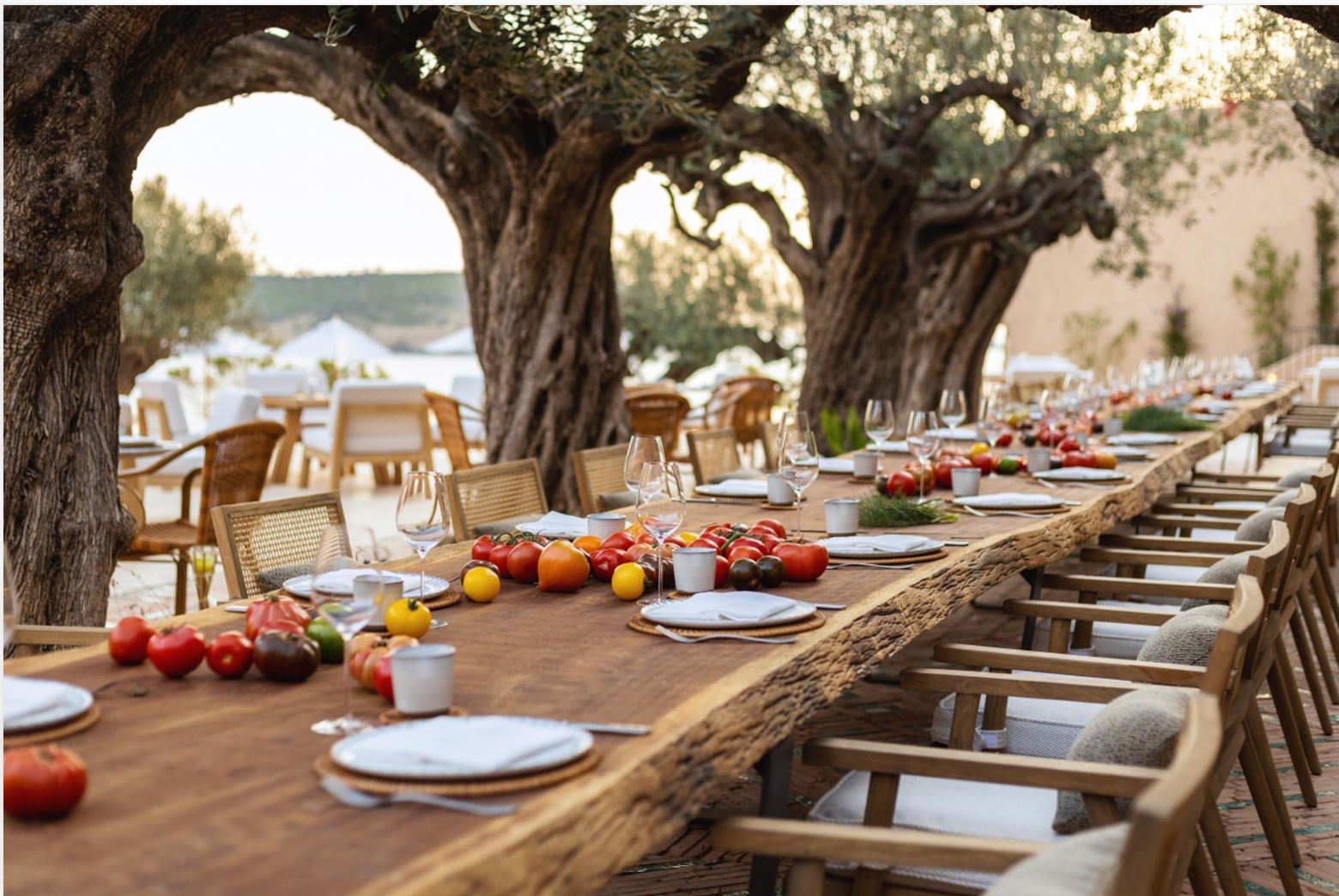 Long dining table set beneath olive trees