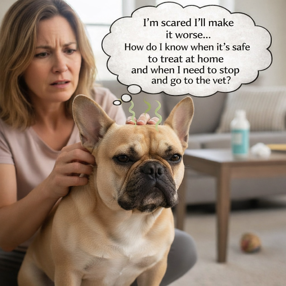 I’m Scared I’ll Make It Worse” When Treating Your Dog’s and Cat’s Ears at Home Is Safe and When You Definitely Need a Vet