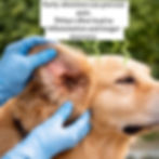 Thumbnail: dog ear mites symptoms itching scratching infection signs dog ear treatment canker powder alternative UK