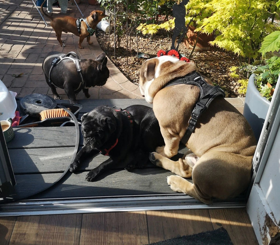 Four rescue dogs enjoying the sunshineābulldog sitting on pug, Frenchie sniffing the breeze, and a tan pup patrolling the patio.