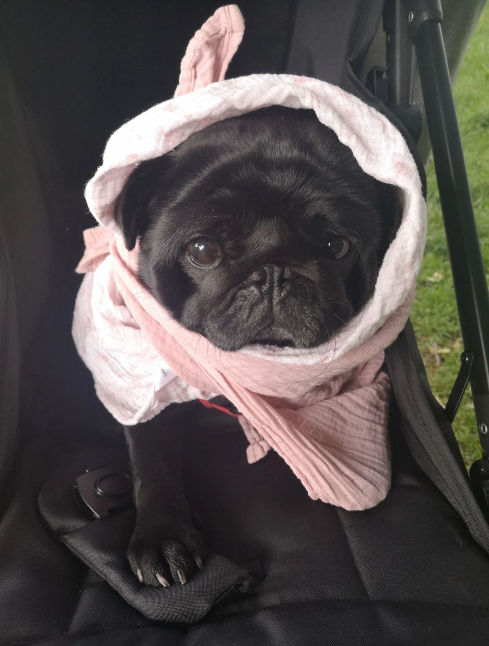 Black pug dressed in a pink hooded wrap, sitting in a stroller with the most dramatic āI need snacksā expression youāve ever seen.