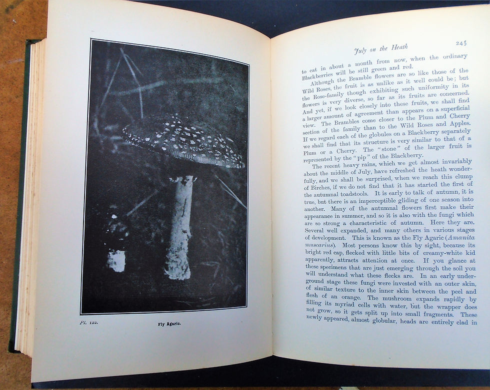 Thumbnail: Fly Agric Edward Step Wild Flowers