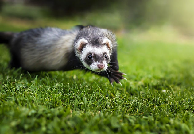 ferret-4534480_1920.jpg