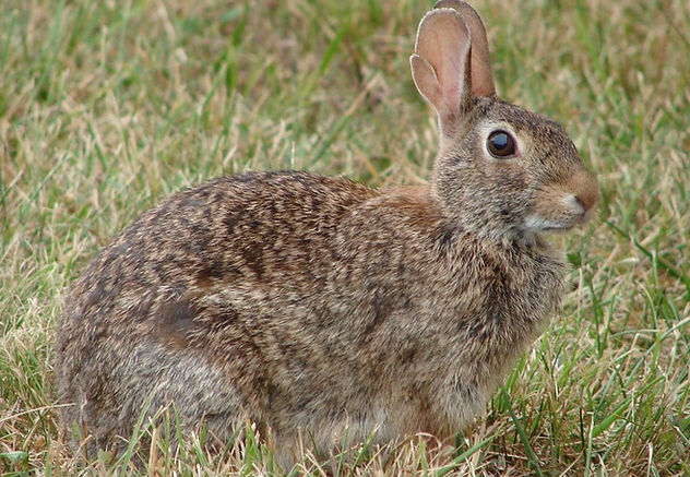 rabbit-1551117.jpg