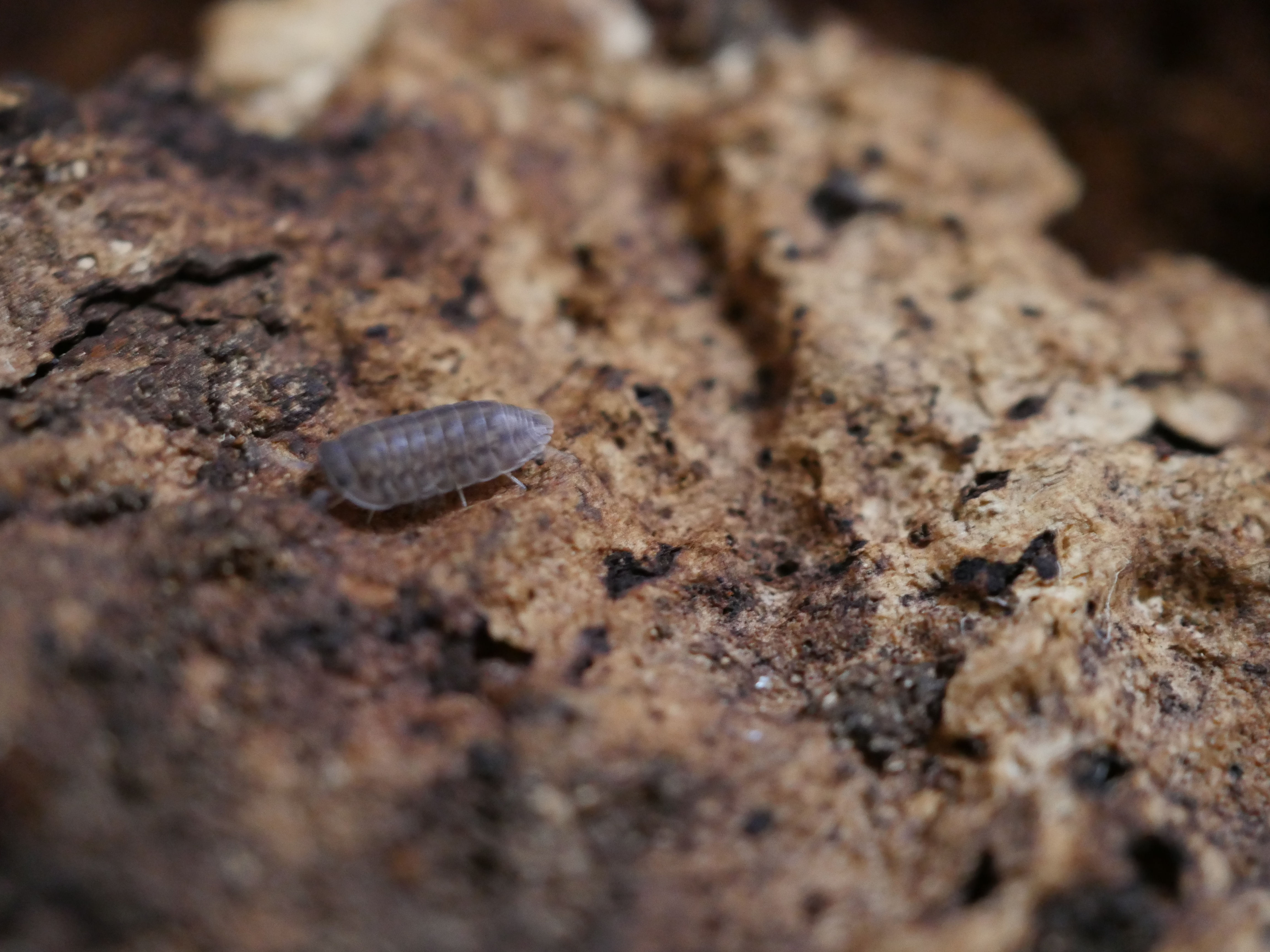 Cubaris platin tung song