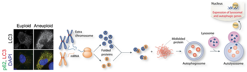 The Santaguida lab studies the consequences of chromosome segregation errors on cell physiology