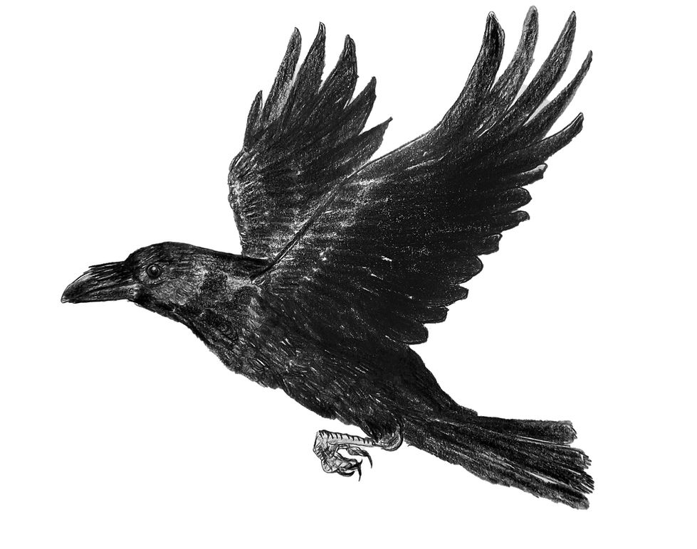 hochfliegender_Rabe