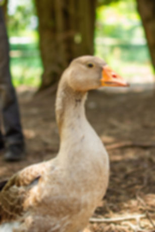 Goose protection