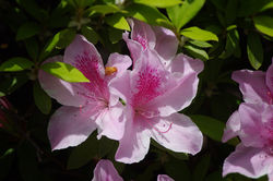 Flickr - Kyoto, Japan