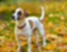 vecteezy_dog-on-the-red-leaves-of-autumn_8138000_424.jpg