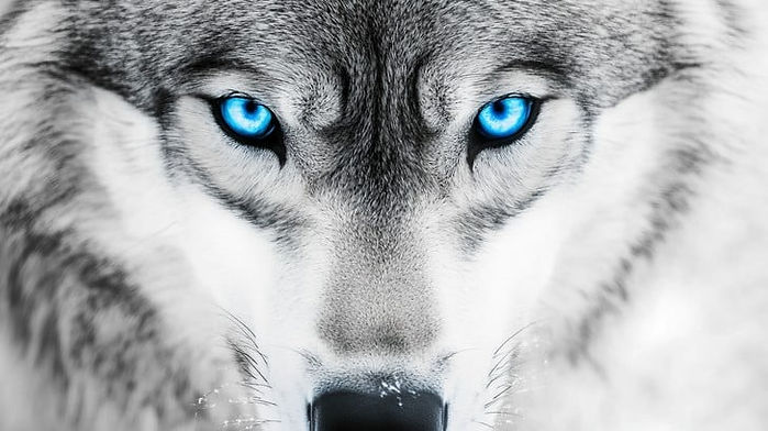 intense-wolf-eyes-stockcake.jpg