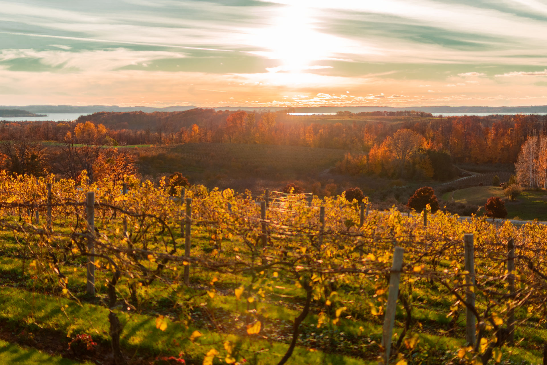 Landscape photo of a vineyard in the fall on Old Mission Peninsula in Traverse City, Michigan