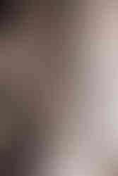 Two barred owls sitting in trees