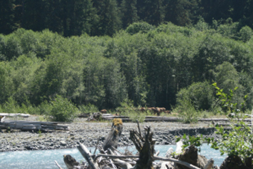 Photo Dianne Gardner Roosevelt Elk