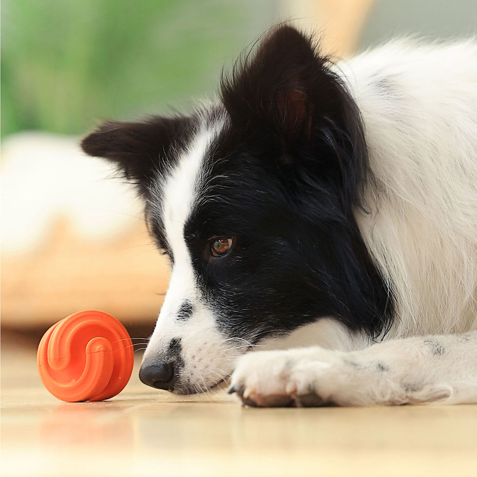 Thumbnail: Hond speelt met oranje voerspeeltje hond op de vloer
