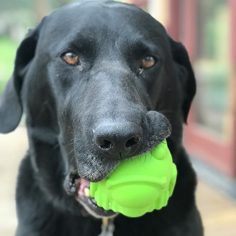 Hond speelt met groene SodaPup Bull Frog kauwspeeltje