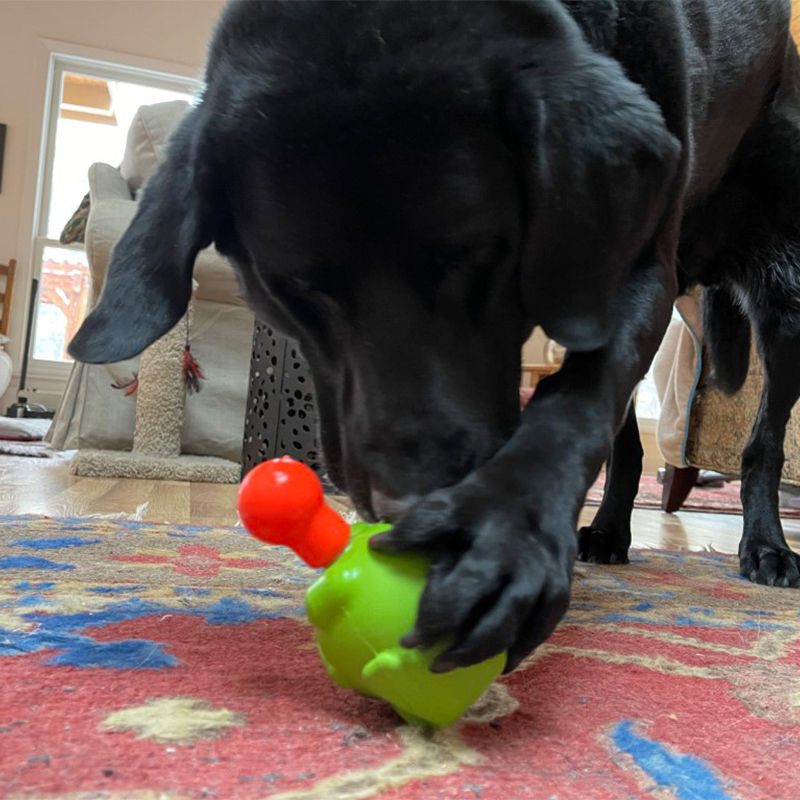 Hond kauwt op SodaPup Unstoppable Chewer in rubberen snackdispenser