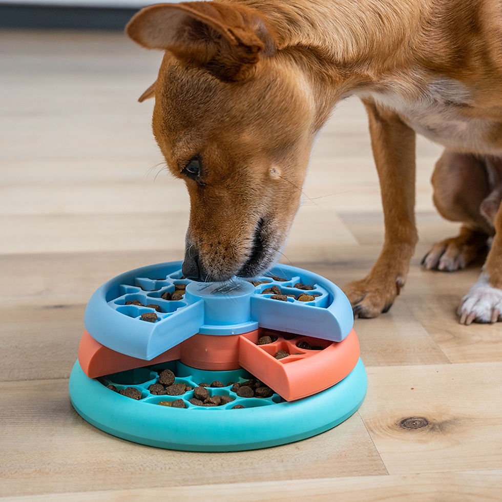 Thumbnail: Kleine hond speelt met Nina Ottosson Lickin’ Layers Puppy slowfeeder