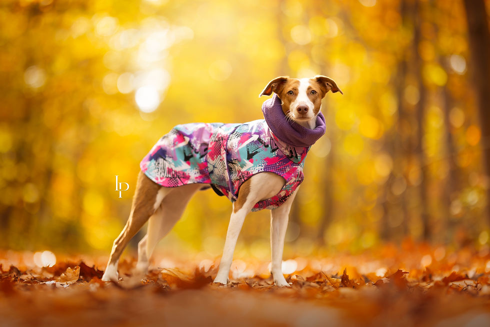 Model Mia draagt Neon Splash Streetcoat hondenjasje met neon print